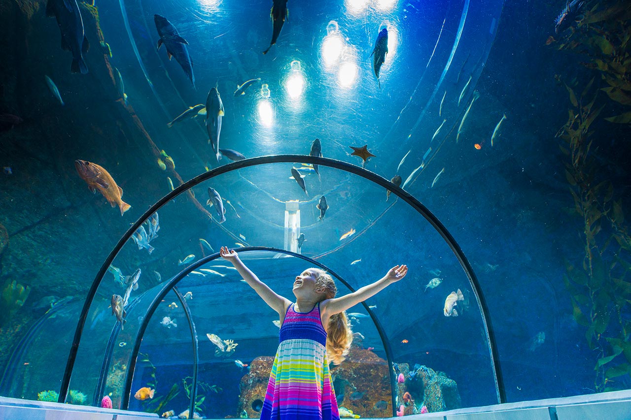 Rendez-vous tout en lumière à l'aquarium du Québec